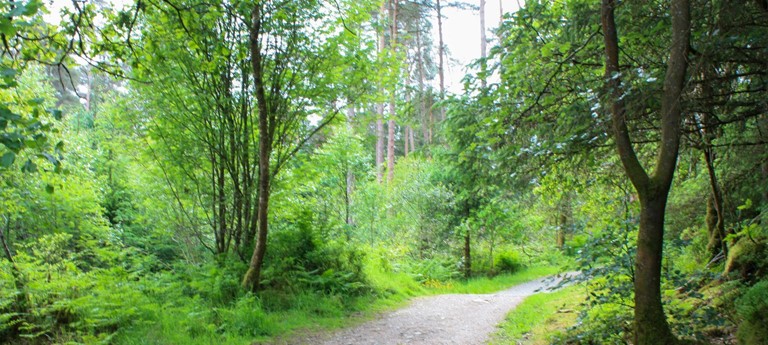 Dalbeattie Forest Town Wood