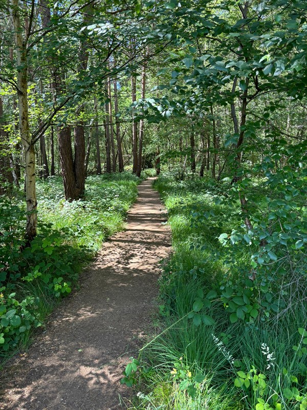 Another image of a nature pathway.