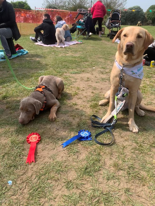 Picture of Weston Rotary Dog Day