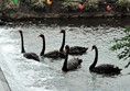 Black swans