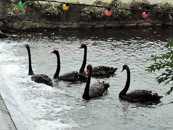 Black swans