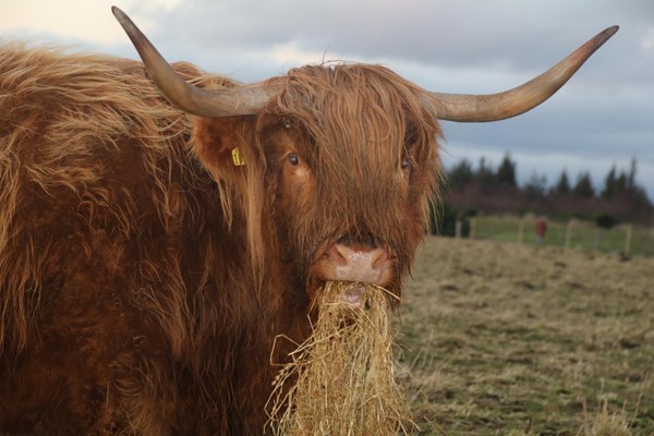 Picture of Highland cattle