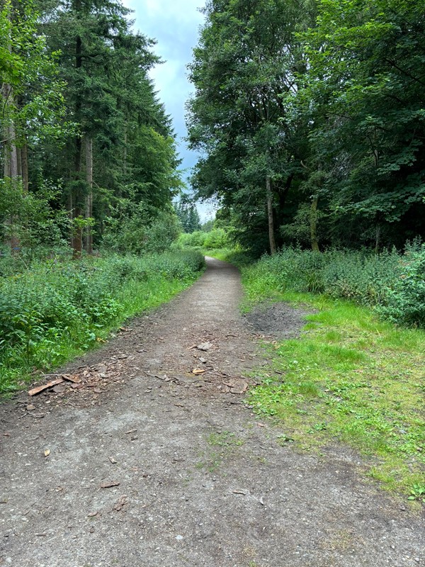 Image of a woodland path