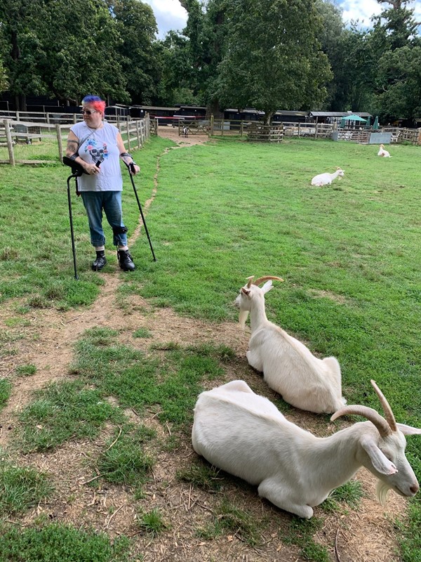 Buttercups Sanctuary For Goats