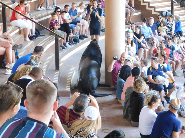 Sea Lion having a wander