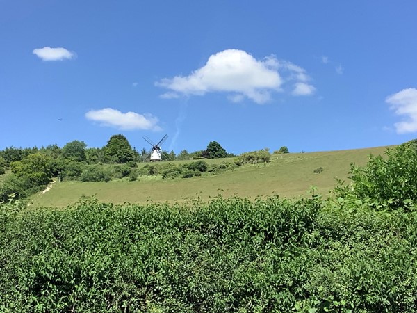 Picture of a hedge overlooking a hilly field with a windmill on the top