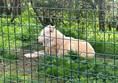 The arctic wolves were very beautiful and walked past us several times