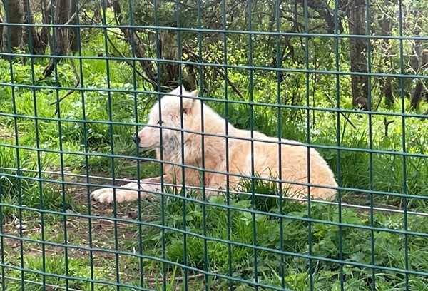 The arctic wolves were very beautiful and walked past us several times