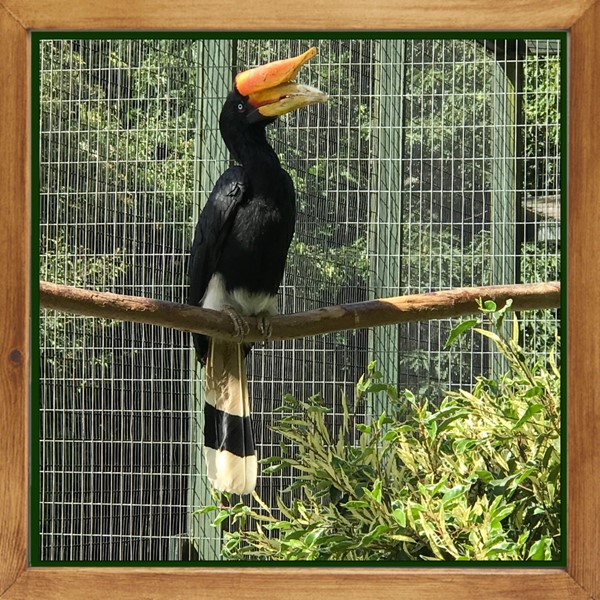 Hornbill bird