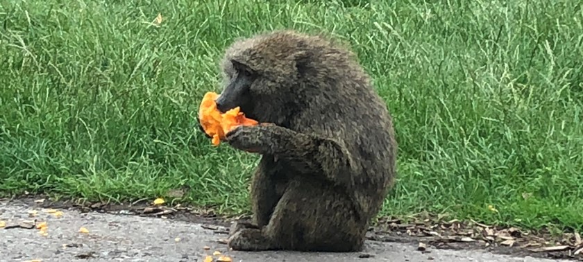 Knowsley Safari