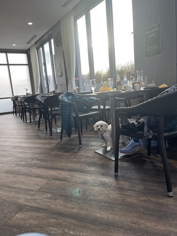 Image of a dog under a table