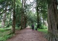 Dirt path through the trees.