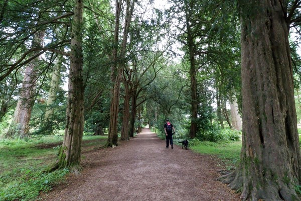 Dirt path through the trees.