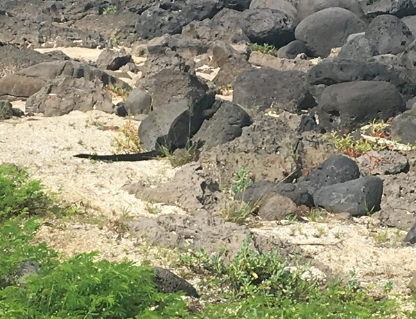 Marine iguana