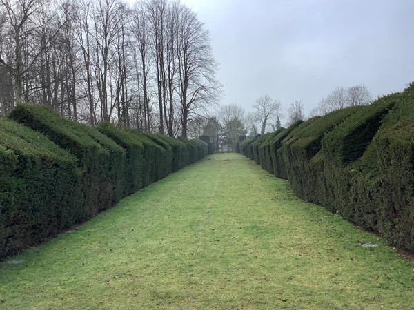 Picture of a grass garden pathway through hedges