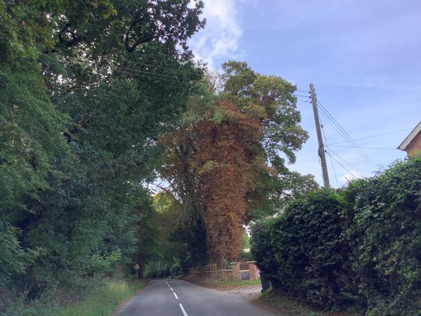 A large tree with dead leaves