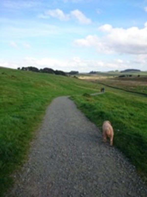 Picture of Housesteads Roman Fort