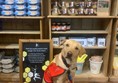 Picture of an assistance dog at Darts Farm