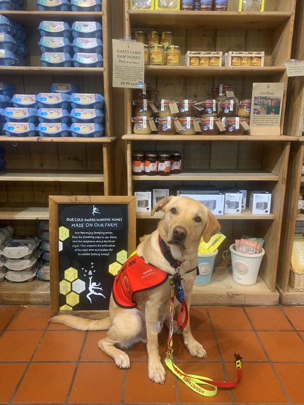 Picture of an assistance dog at Darts Farm