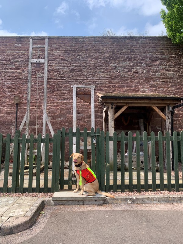 Assistance do in front of a fence