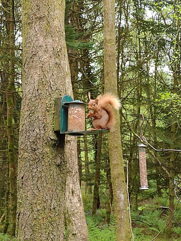 Picture of a red squirrel at a feeder