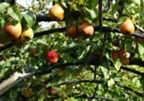 Pruning Fruit Trees