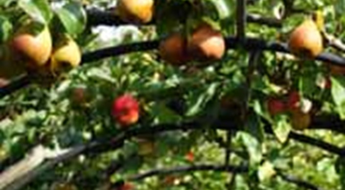 Pruning Fruit Trees