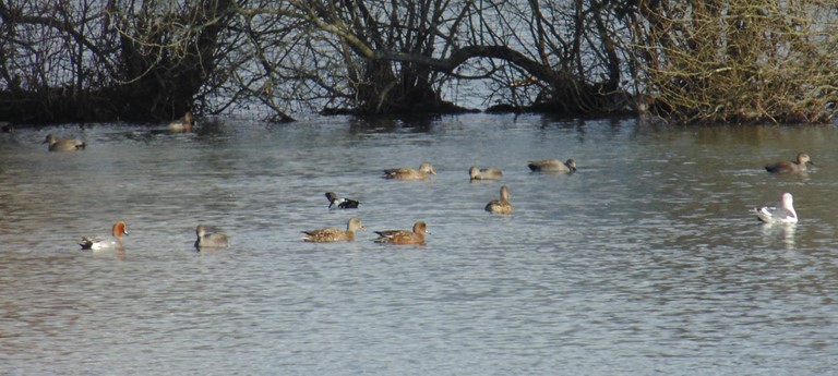 Blashford Lakes Nature Reserve