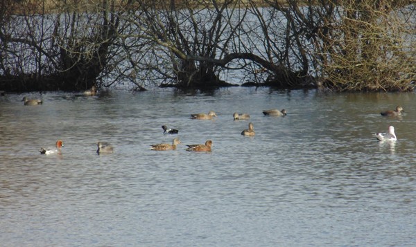 Picture of Blashford Lakes -shows the birds on the Ivy Lake on the south side of Ellingham Drove