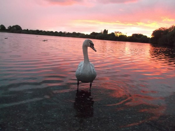 Attenborough Nature Reserve