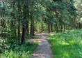 Image of a pathway with trees.