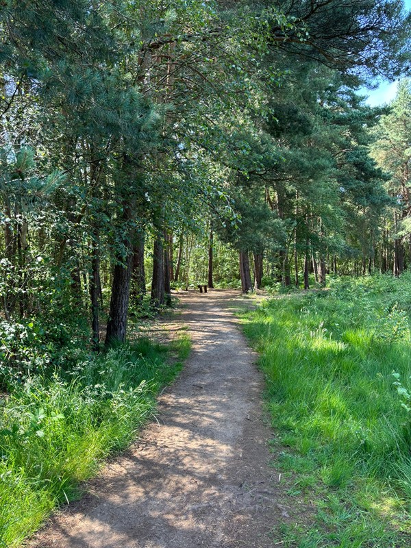 Image of a pathway with trees.