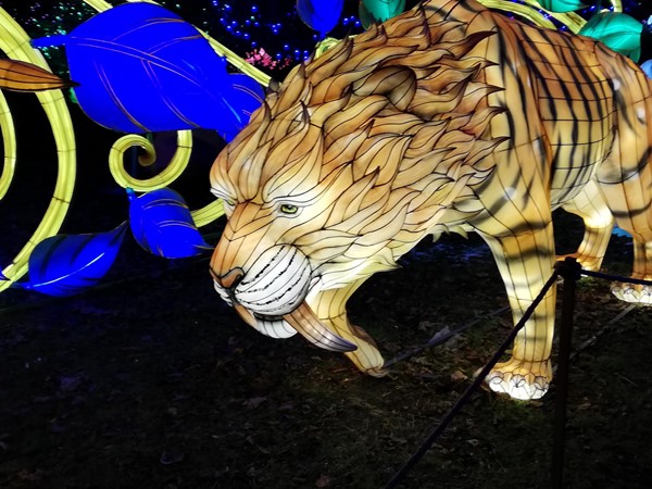 Tiger Lantern