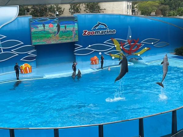 Image of a dolphin show