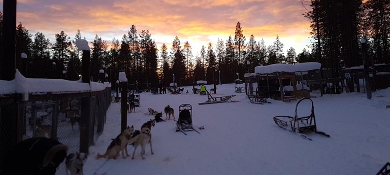 Torassieppi Reindeer Farm and Cottages