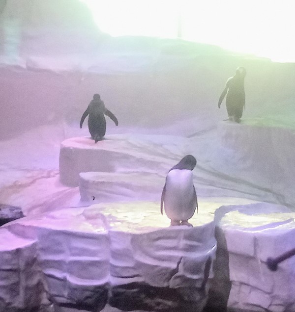 Penguins