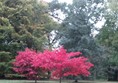 Acers at Thorp Perrow