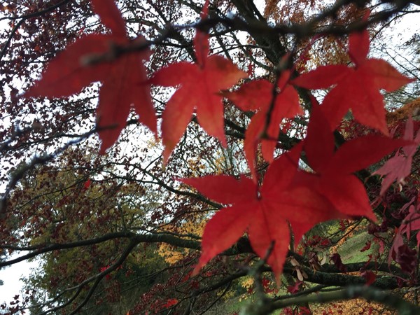 Picture of Westonbirt, The National Arboretum, Tetbury