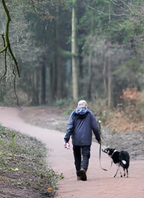 Dudmaston Estate Comer Woods