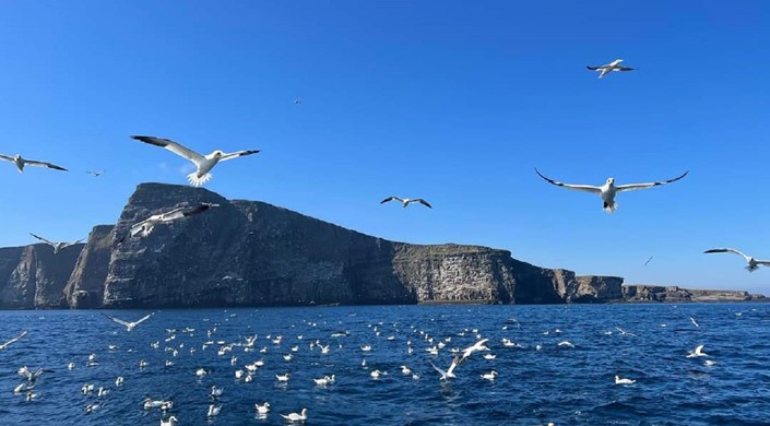 Seabirds-and-Seals - The Original Noss Boat Tours