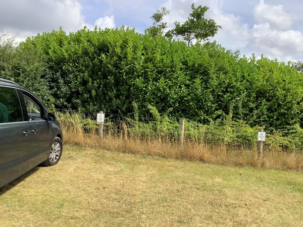Hedge with a car parked in front of it