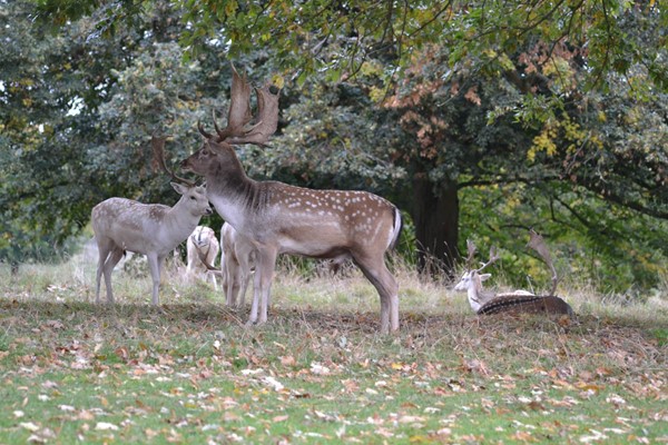 Charlecote Park