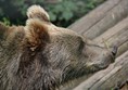 Picture of Alternative Wolf and Bear Park Black Forest, Freudenstadt