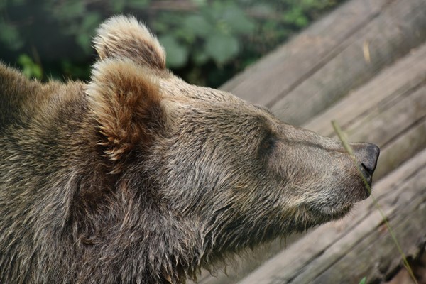 Picture of Alternative Wolf and Bear Park Black Forest, Freudenstadt