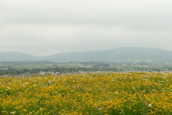 Culmore Country Park