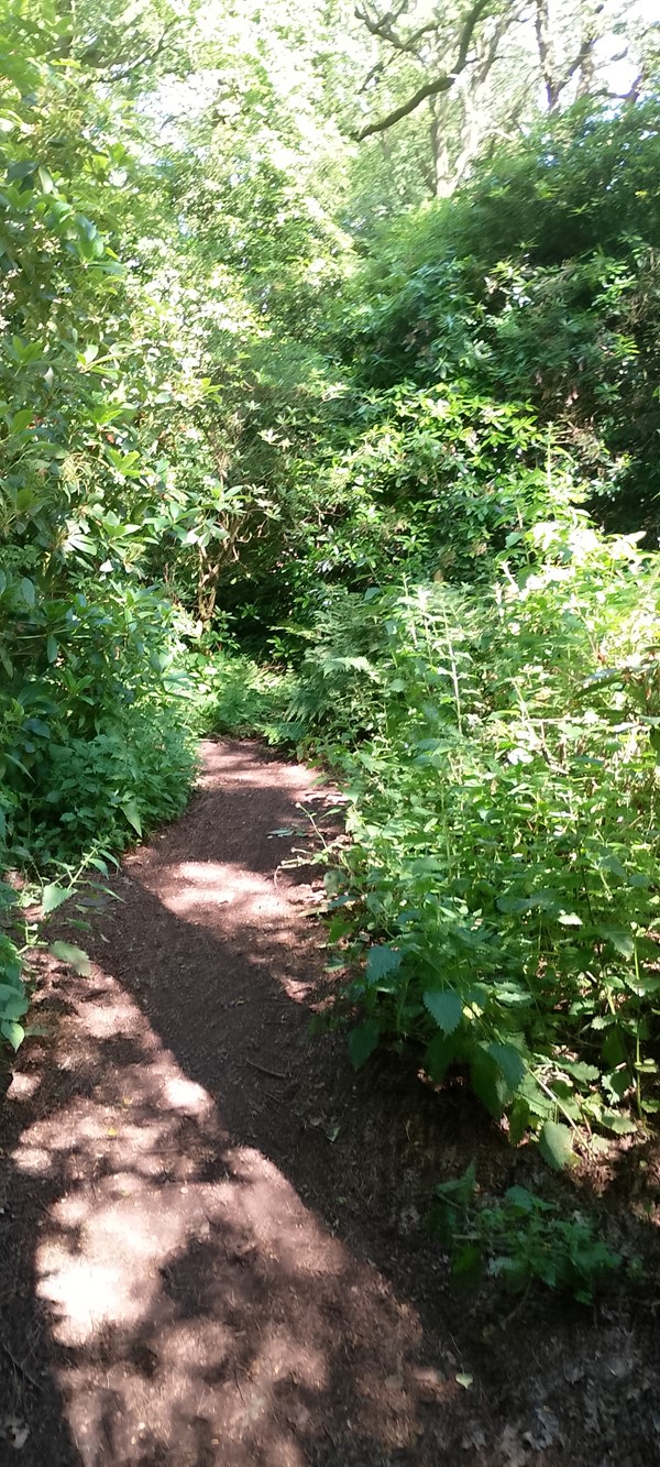 Image of pathway and bushes at either side.