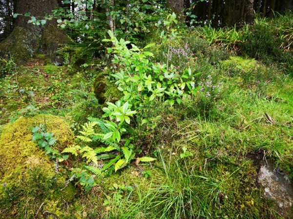 Some of the vibrant plants