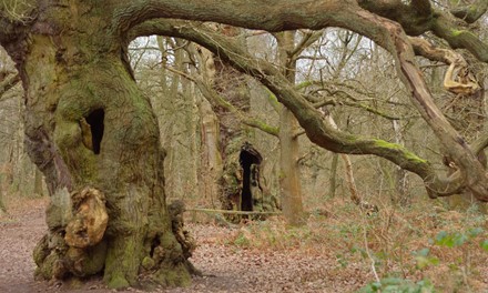 Sherwood Forest