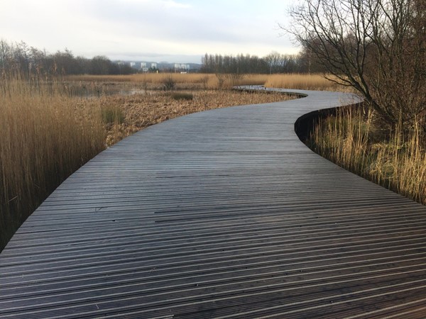 Winding path through the wetland.