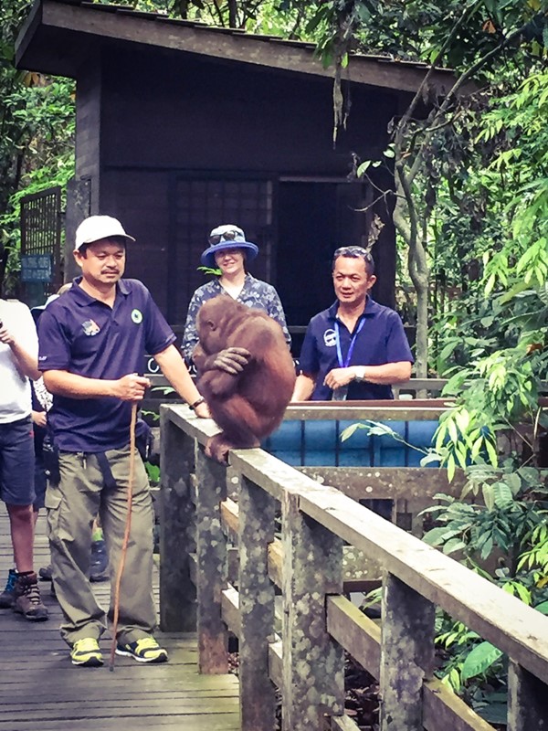 One of the orang-utans that we saw on the way to the feeding platform